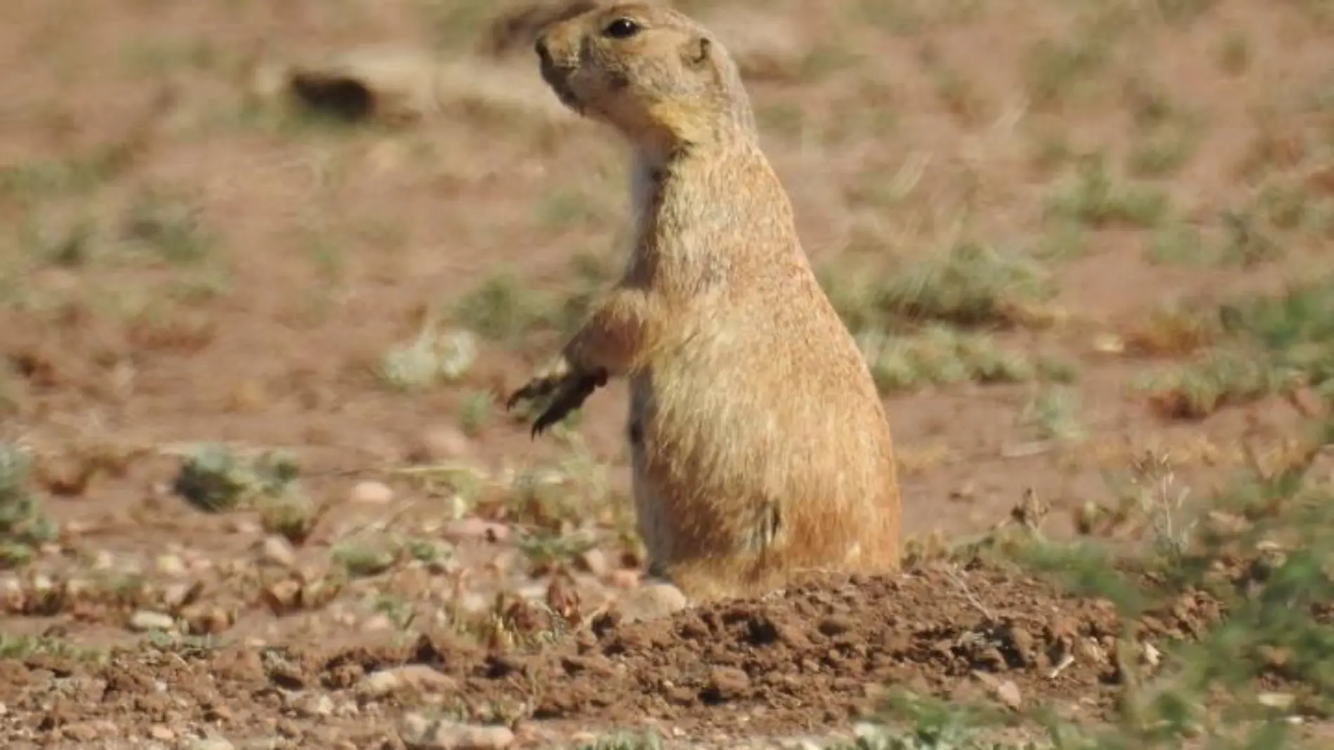 Perrito de la Pradera